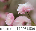 The beautiful pink cherry blossoms bloomed in April. The beautiful pink cherry blossoms bloomed in April. 142936600