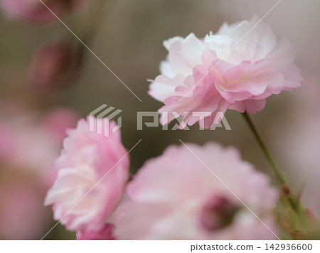 美麗的粉紅櫻花在四月盛開。 美麗的粉紅櫻花在四月盛開。 142936600