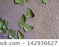 Macro shot of green paint chips curling off a rough textured wall 142936627
