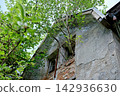 Tree growing out of a window of an old abandoned building 142936630