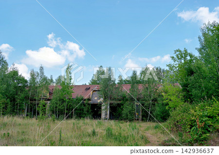 Abandoned old long ruined building overgrown with young green birch trees Abandoned old long ruined building overgrown with young green birch trees 142936637