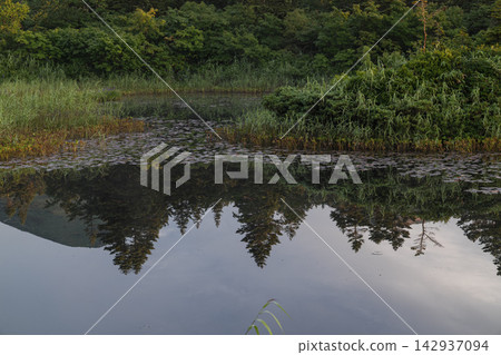 清晨,針葉樹和睡蓮的葉子倒映在池塘中(八甲田) 清晨,針葉樹和睡蓮的葉子倒映在池塘中(八甲田) 142937094