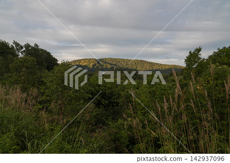 晨曦照耀下，八甲田山的山坡和蒲葦叢生。 142937096