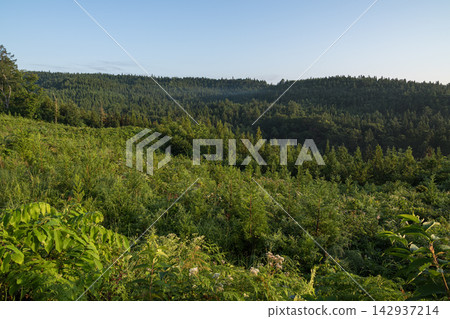 The summer forest of Shimokita (Osorezan) bathed in the morning sun. The summer forest of Shimokita (Osorezan) bathed in the morning sun. 142937214