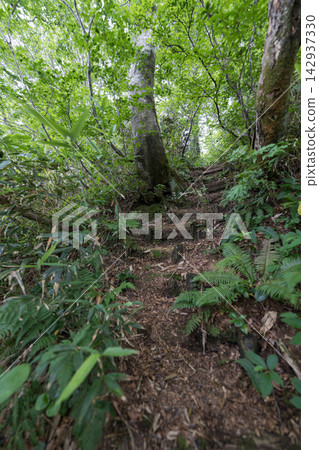 The hiking trail up Mount Kodake, beneath a large beech tree (vertical orientation) The hiking trail up Mount Kodake, beneath a large beech tree (vertical orientation) 142937330