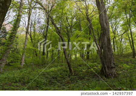 The beech forest of Juniko Lakes is enveloped in fresh greenery. The beech forest of Juniko Lakes is enveloped in fresh greenery. 142937397