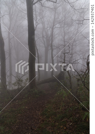 穿過霧氣繚繞的山毛櫸林的健行步道(白神山,垂直視角) 穿過霧氣繚繞的山毛櫸林的健行步道(白神山,垂直視角) 142937401