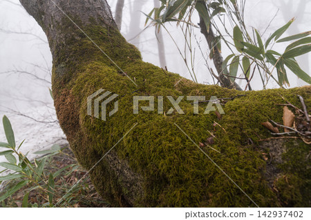 長滿青苔的山毛櫸樹枝和霧氣瀰漫的森林（白神山） 142937402