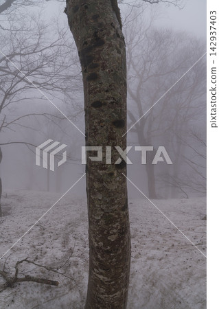 樹幹矗立在被皚皚白雪和薄霧籠罩的山毛櫸林中(白神山,豎向拍攝) 樹幹矗立在被皚皚白雪和薄霧籠罩的山毛櫸林中(白神山,豎向拍攝) 142937403