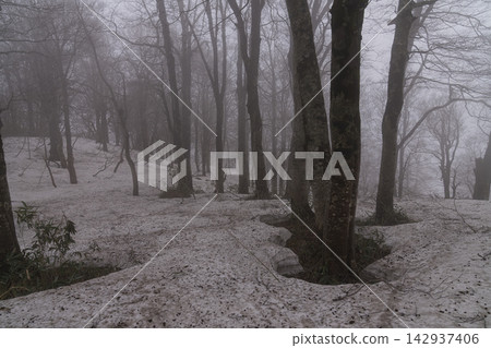 The beech forest of Shirakami-dake, shrouded in mist, with lingering snow on the ground. The beech forest of Shirakami-dake, shrouded in mist, with lingering snow on the ground. 142937406