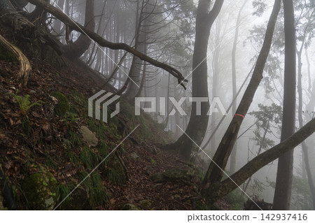 Hiking trails through the beech forest of Mt. Shirakami, shrouded in mist. Hiking trails through the beech forest of Mt. Shirakami, shrouded in mist. 142937416