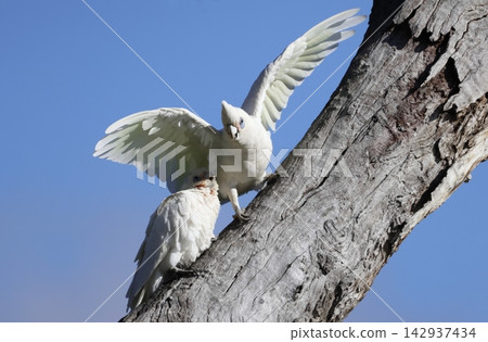 Little corellas Cacatua sanguinea gymnopis. 142937434