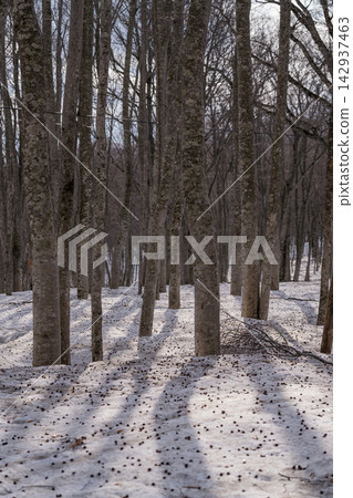 Snow-covered beech forest and the long shadows of the trees (Hakkoda) Snow-covered beech forest and the long shadows of the trees (Hakkoda) 142937463