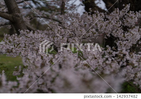 Close-up of cherry blossoms in full bloom (southern Hokkaido) Close-up of cherry blossoms in full bloom (southern Hokkaido) 142937482