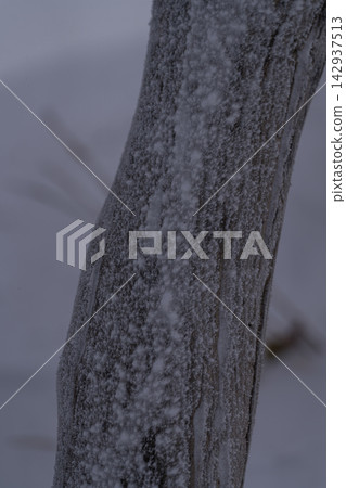 Close-up of a tree trunk buried in snow during winter (Kenkotsuyama) Close-up of a tree trunk buried in snow during winter (Kenkotsuyama) 142937513
