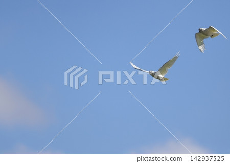 Little corellas in flight. Little corellas in flight. 142937525