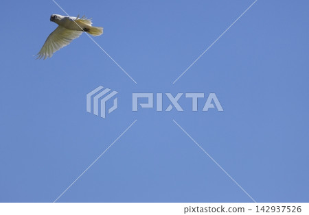 Little corella in flight. Little corella in flight. 142937526
