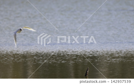 Little corella in flight. 142937539