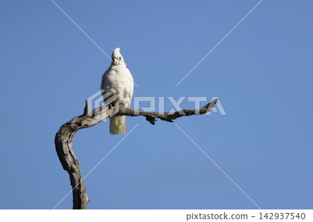 Little corella Cacatua sanguinea gymnopis. Little corella Cacatua sanguinea gymnopis. 142937540