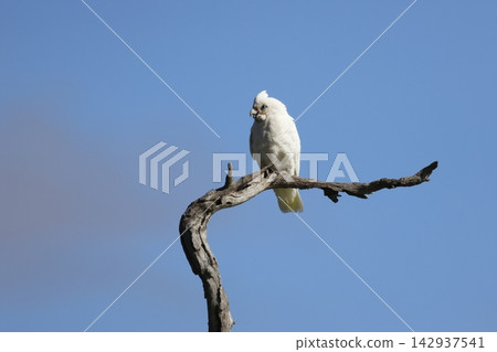 Little corella Cacatua sanguinea gymnopis. Little corella Cacatua sanguinea gymnopis. 142937541