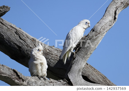 Little corellas Cacatua sanguinea gymnopis. Little corellas Cacatua sanguinea gymnopis. 142937569