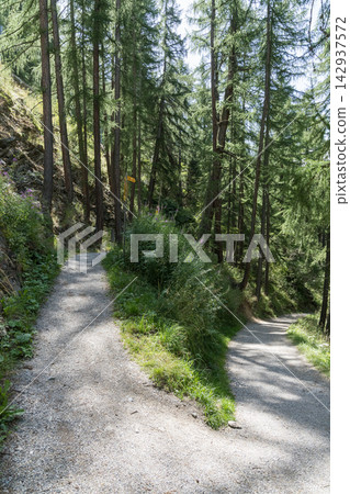 Hiking trails in the larch forests of Zermatt Hiking trails in the larch forests of Zermatt 142937572