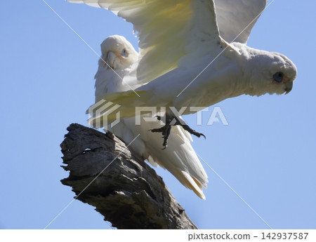 Little corella taking flight. Little corella taking flight. 142937587