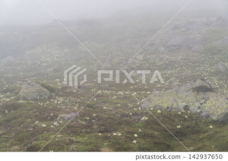 大雪山的山坡上，高山植物籠罩在薄霧之中。 142937650