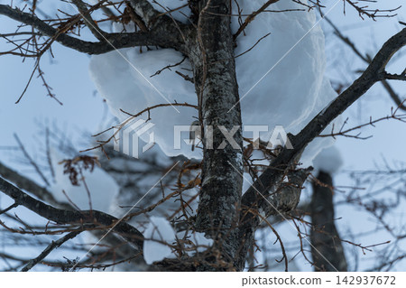 樹枝上堆積著成團的積雪(三門山) 樹枝上堆積著成團的積雪(三門山) 142937672