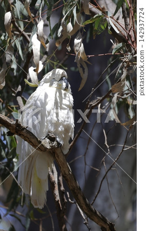 Greater sulphur-crested cockatoo sleeping. Greater sulphur-crested cockatoo sleeping. 142937724