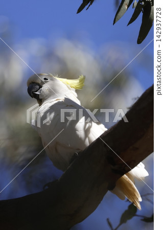 Greater sulphur-crested cockatoo. 142937728