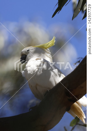 Greater sulphur-crested cockatoo. Greater sulphur-crested cockatoo. 142937729
