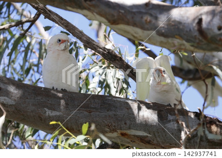 Pair of little corellas. Pair of little corellas. 142937741