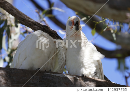 Pair of little corellas. 142937765
