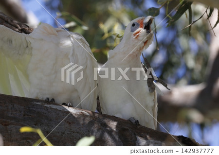 Pair of little corellas. 142937777