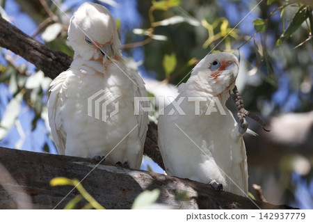 Pair of little corellas. Pair of little corellas. 142937779
