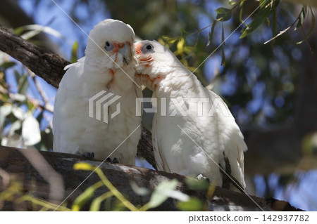 Pair of little corellas. Pair of little corellas. 142937782