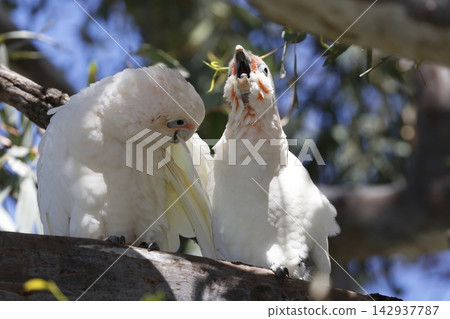 Pair of little corellas. 142937787