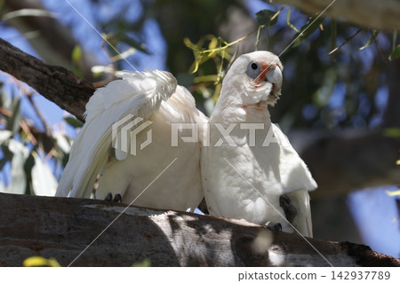 Pair of little corellas. Pair of little corellas. 142937789