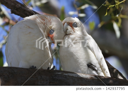 Pair of little corellas. Pair of little corellas. 142937795