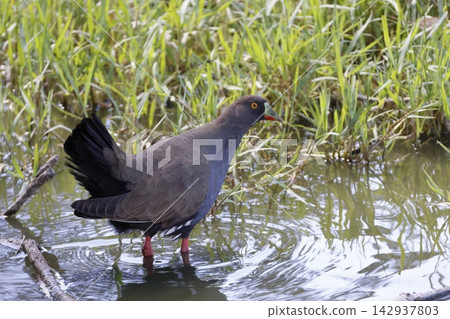 Black-tailed nativehen Tribonyx ventralis. Black-tailed nativehen Tribonyx ventralis. 142937803
