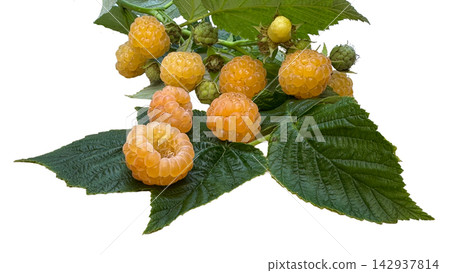 A cluster of ripe golden yellow raspberries with fresh green leaves isolated on a white background. Perfect for healthy food concepts, culinary themes, nutrition, and organic produce designs. A cluster of ripe golden yellow raspberries with fresh green leaves isolated on a white background. Perfect for healthy food concepts, culinary themes, nutrition, and organic produce designs. 142937814