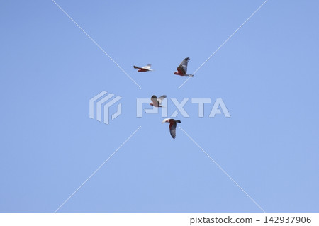 Galah in flight. Galah in flight. 142937906