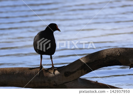 Dusky moorhen Gallinula tenebrosa. Dusky moorhen Gallinula tenebrosa. 142937950