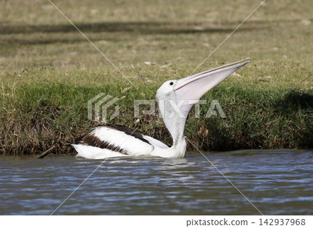 Australian pelican swallowing a fish. Australian pelican swallowing a fish. 142937968
