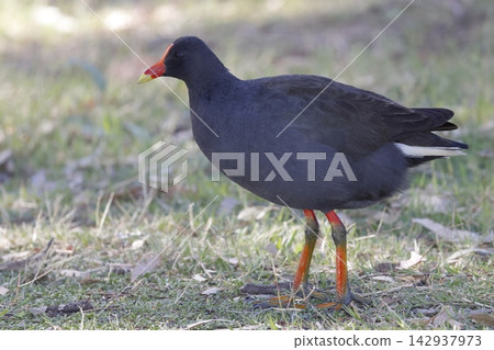 Dusky moorhen Gallinula tenebrosa. Dusky moorhen Gallinula tenebrosa. 142937973