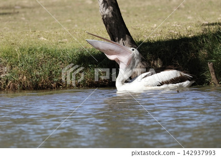 Australian pelican swallowing a fish. Australian pelican swallowing a fish. 142937993
