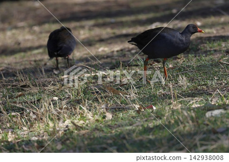 Dusky moorhens Gallinula tenebrosa. Dusky moorhens Gallinula tenebrosa. 142938008