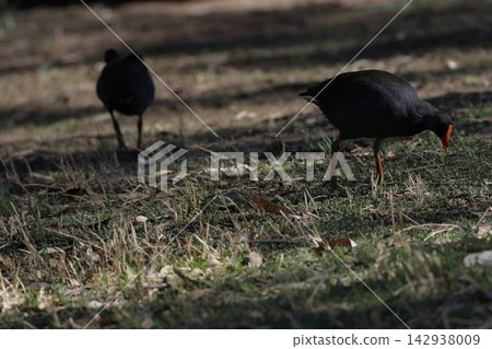 Dusky moorhens searching for food. Dusky moorhens searching for food. 142938009