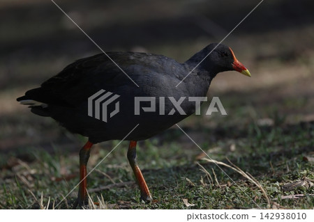 Dusky moorhen Gallinula tenebrosa. Dusky moorhen Gallinula tenebrosa. 142938010